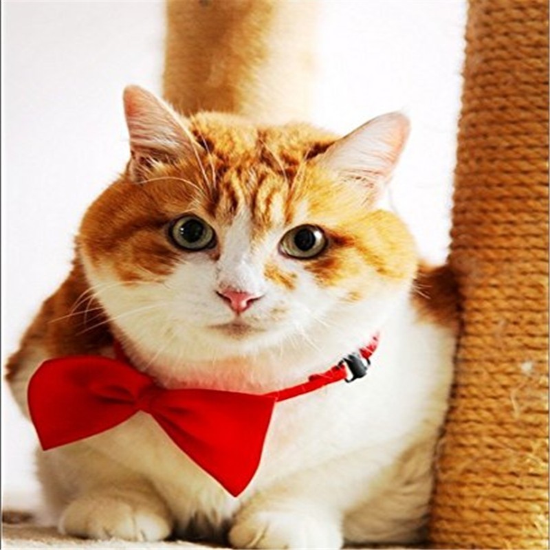 400PCS/lot Adjustable Dog Cat  - огляд і ціна Pet Supplies Wholesale